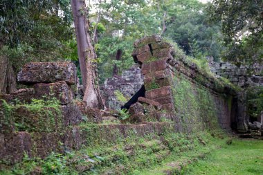 Angkor Wat 'taki tapınak kalıntıları, Siem Reap, Kamboçya.