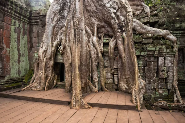 Big roots and temple ruins at Angkor Wat, Siem Reap, Cambodia.