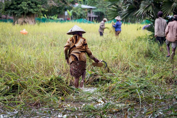 Boer Het Veld Bij Angkor Wat Siem Reap Cambodja — Stockfoto