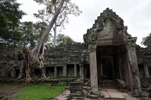 Raíces Ruinas Del Templo Angkor Wat Siem Reap Camboya — Foto de Stock