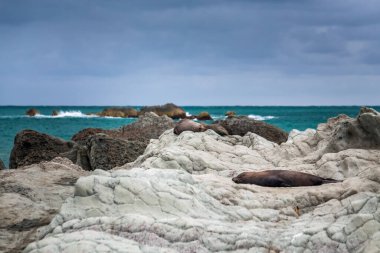 Kaikoura, Yeni Zelanda 'daki Point Kean kolonisinin şirin kürk mührü..