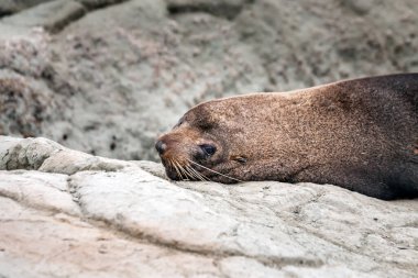 Kaikoura, Yeni Zelanda 'daki Point Kean kolonisinin şirin kürk mührü..