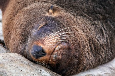 Kaikoura, Yeni Zelanda 'daki Point Kean kolonisinin şirin kürk mührü..