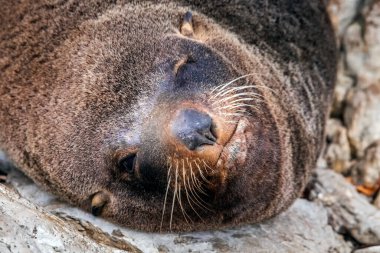 Kaikoura, Yeni Zelanda 'daki Point Kean kolonisinin şirin kürk mührü..