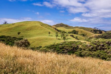 Ulusal Park 'taki Whariki sahilinin yakınındaki yeşil tepeler ve mavi gökyüzü. Nelson, Güney Adası, Yeni Zelanda.