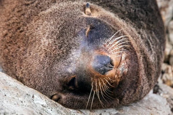 新西兰开考拉Kean角殖民地的Cute Fur Seal — 图库照片
