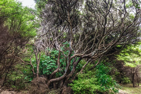 Stromy Bukového Lesa Nothofagus Fusca Takaka Nový Zéland — Stock fotografie