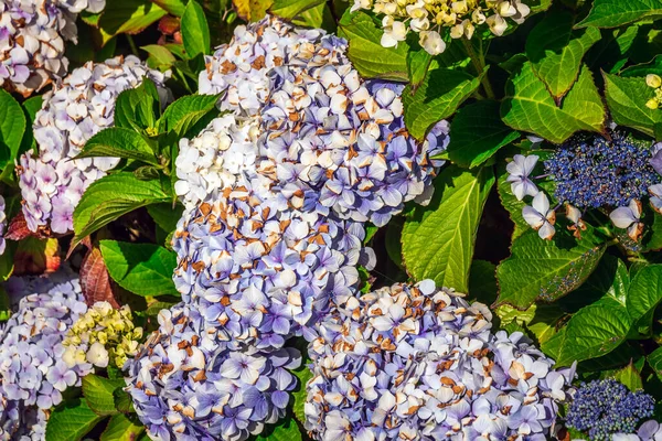Modré Květy Hortenzie Západním Pobřeží Hokitiky Nový Zéland — Stock fotografie