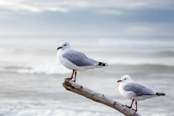 Seagulls Hokitika West Coast New Zealand — Stock Photo, Image