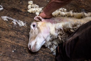Yeni Zelanda, Oamaru 'da koyun kırpma sırasında. Çiftlik Üretimi Merinos Wool.
