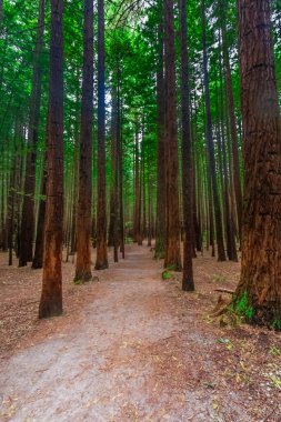 Whakarewarewa Ormanı 'ndaki Sekoyalar. Sekoya Ağaçları Rotorua, Yeni Zelanda