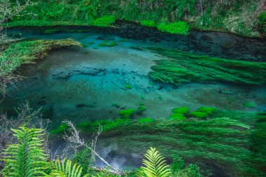 Whakarewarewa Ormanı 'ndaki Redwood' da mavi kaynak. Sekoya Ağaçları Rotorua, Yeni Zelanda
