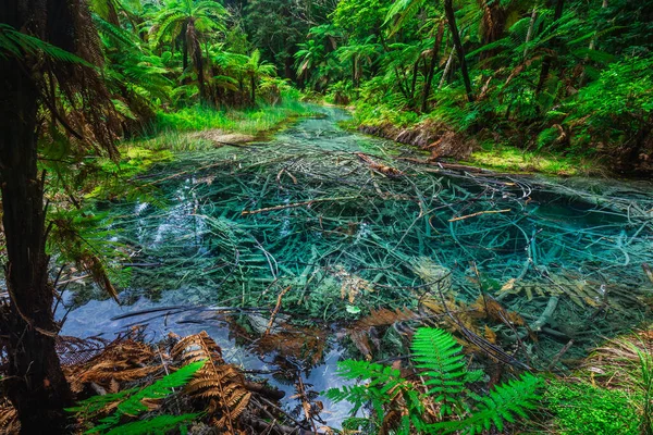 Blue pond at The Redwoods in the Whakarewarewa Forest. Redwoods Treewalk Rotorua, New Zealand
