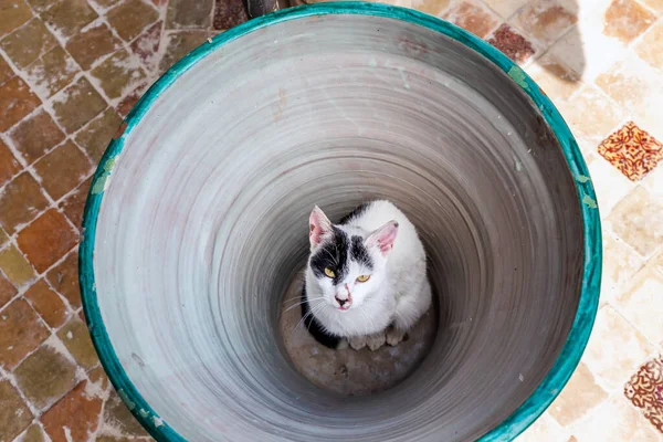 Cat in the jur at Moroccan handmade tile mosaic factory at Fez, Morocco.