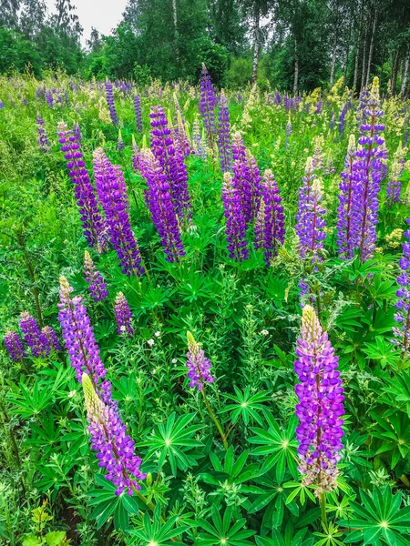 Lupinus Łubin Łubin Pole Różowymi Fioletowymi Niebieskimi Kwiatami Banda Łubinów — Zdjęcie stockowe