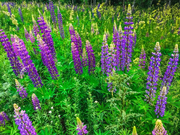 Lupinus Łubin Łubin Pole Różowymi Fioletowymi Niebieskimi Kwiatami Banda Łubinów — Zdjęcie stockowe