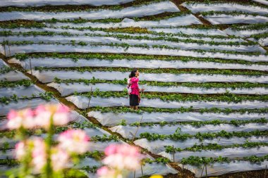 Doi Inthanon Ulusal Parkı 'nda bebeği olan bir kız. Chiang Mai, Tayland - 11 Kasım 2017.