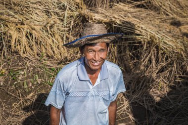 Tarlada pirinç çiftçisi. Chiang Mai, Tayland - 12 Kasım 2017.