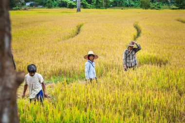 Tarladaki pirinç çiftçileri. Chiang Mai, Tayland - 13 Kasım 2017.
