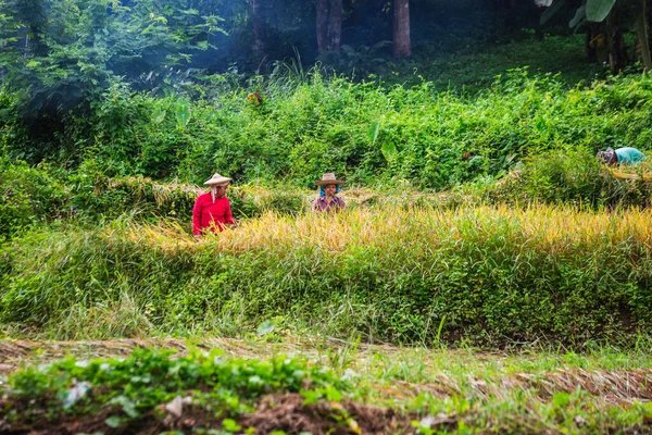 Två Kvinnor Arbetar Fältet Doi Inthanon Nationalpark Chiang Mai Thailand — Stockfoto