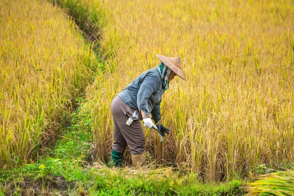 Rijstboer Het Veld Chiang Mai Thailand November 2017 — Stockfoto