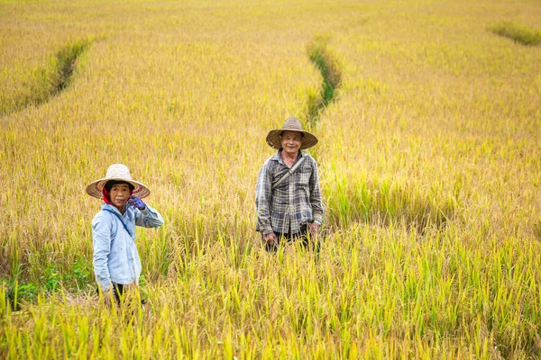 Rijstboeren Het Veld Chiang Mai Thailand November 2017 — Stockfoto