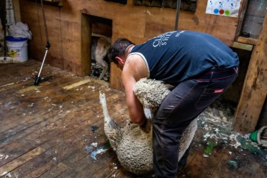 Yeni Zelanda, Oamaru 'da çalışırken koyun kırpıcısı. Çiftlik yapımı Merinos Wool. Oamaru, Yeni Zelanda - 08 Ocak 2018.