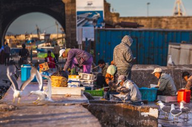 Fas 'ın Essaouira limanında taze balık yakalamak için balıkçıların yanında bekleyen martılar. Essaouira, Fas - 14 Nisan 2016.