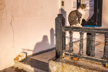 Kedi Fas 'taki Essaouira limanında. Essaouira, Fas - 14 Nisan 2016.