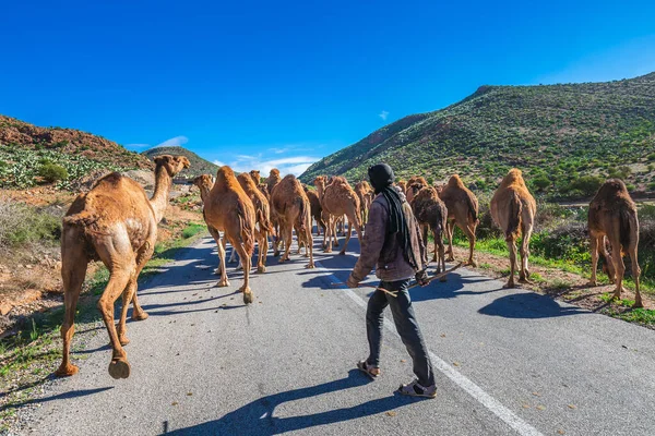 成群的骆驼在莫洛坎路上行走 一群驼背骆驼 在前往摩洛哥格尔明市骆驼市场的路上流口水 摩洛哥Guelmim 2016年4月16日 — 图库照片