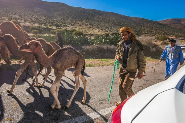 成群的骆驼在莫洛坎路上行走 一群驼背骆驼 在前往摩洛哥格尔明市骆驼市场的路上流口水 摩洛哥Guelmim 2016年4月16日 — 图库照片