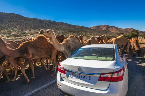 Manada Camellos Caminando Por Camino Marroquí Manada Camellos Jorobados Dromedarios — Foto de Stock