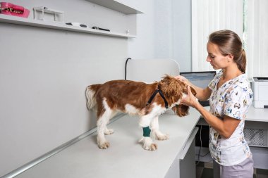 Veteriner, Minsk, Belarus 'taki modern laboratuvarda şirin bir köpeği kontrol ediyor. Minsk, Belarus - 21 Temmuz 2020.