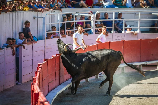 Hagyományos Játékok Arles Férfiak Futnak Harcolnak Egy Camargue Bika Ellen — Stock Fotó