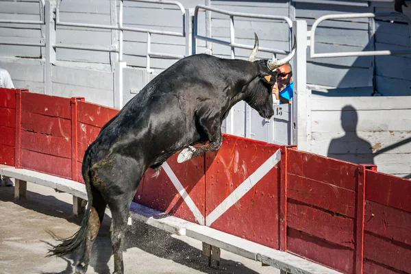 Giochi Tradizionali Arles Uomini Che Corrono Combattono Contro Toro Della — Foto Stock