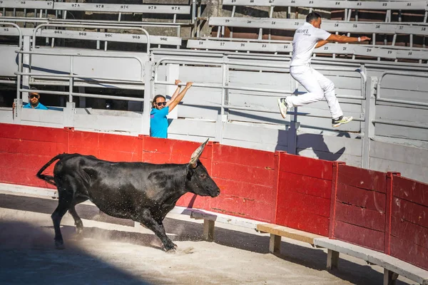 Giochi Tradizionali Arles Uomini Che Corrono Combattono Contro Toro Della — Foto Stock