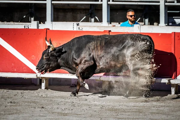 Giochi Tradizionali Arles Uomini Che Corrono Combattono Contro Toro Della — Foto Stock