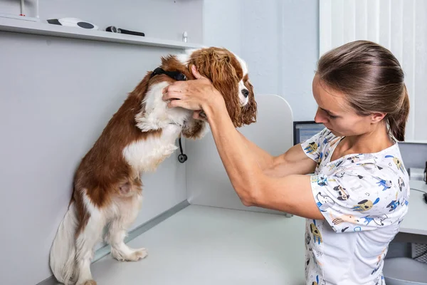 Vétérinaire Effectue Contrôle Sur Chien Mignon Laboratoire Moderne Minsk Biélorussie — Photo