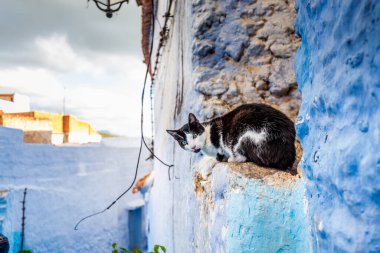 Şef Chaouen 'deki tipik Fas dar sokaklarındaki kedi. Fas 'ta mavi duvarları olan mavi bir şehir..