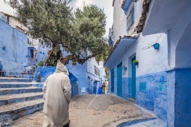 Fas 'ın ünlü mavi şehri Chefchaouen' de zeytin ağacı.