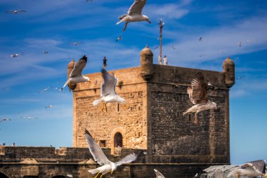 Martılar Fas 'taki Essaouira limanında. Gün batımından sonra mavi saatte çekilmiş..