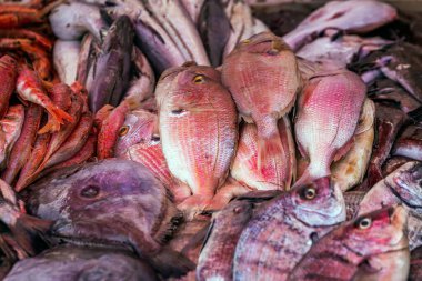 Fas 'taki Essaouira limanında Atlantik Okyanusu' ndan balıklar.