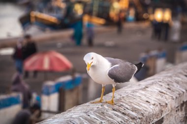 Martı Fas 'taki Essaouira limanında. Gün batımından sonra mavi saatte çekilmiş..