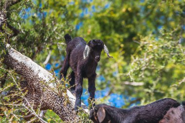 Keçilerin Essaouira, Fas, Kuzey Afrika 'ya giderken bir argan ağacına tırmandıklarını duymuştum..
