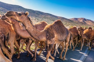 Fas yolunda yürüyen deve sürüsü. Guelmim, Fas 'taki deve pazarına giderken kamburu çıkmış bir deve sürüsü..