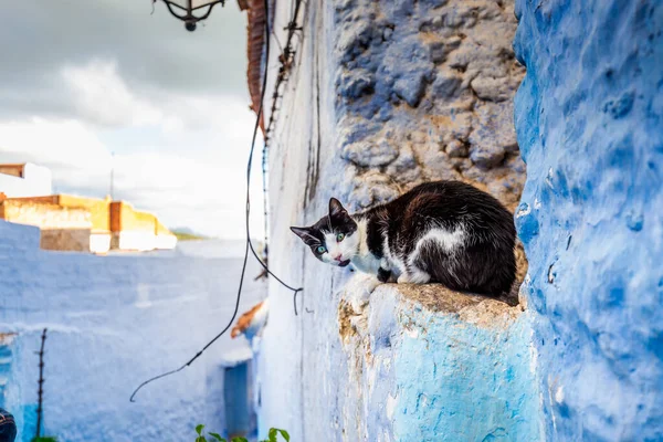 Şef Chaouen 'deki tipik Fas dar sokaklarındaki kedi. Fas 'ta mavi duvarları olan mavi bir şehir..