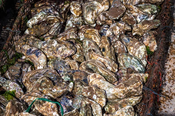 Verse Oesters Oualidia Een Kustdorp Marokko Gelegen Tussen Jadida Safi — Stockfoto