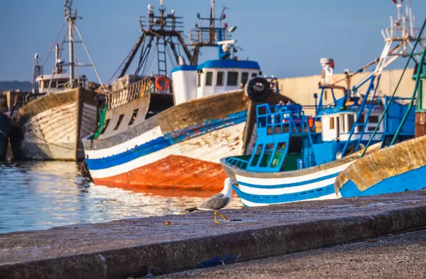 Burung Camar Pelabuhan Essaouira Maroko Shot Sunset Blue Hour — Stok Foto