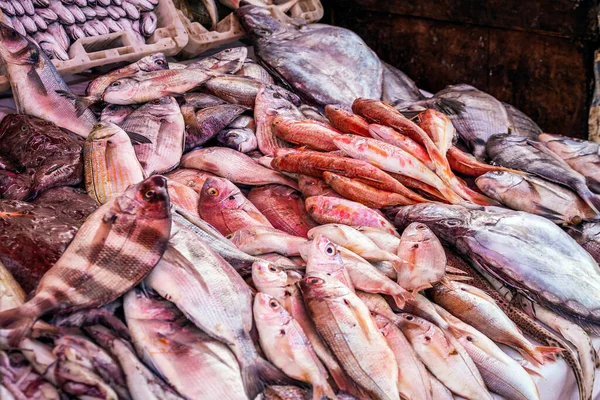 Peixes Oceano Atlântico Porto Essaouira Marrocos — Fotografia de Stock