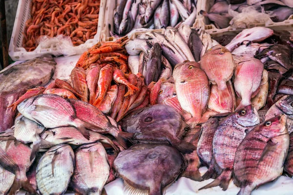 Peixes Oceano Atlântico Porto Essaouira Marrocos — Fotografia de Stock